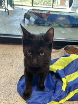 Gatsby -  Domestic Short Hair Cat for Adoption in Hamilton, Montana - Gatsby | PetCurious