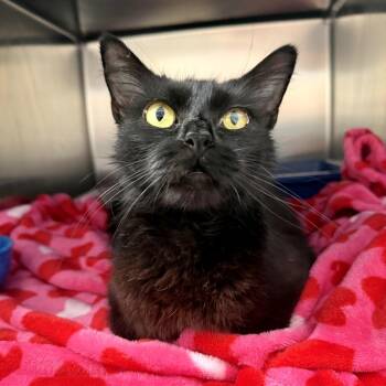 Domestic Medium Hair Cats Available for Adoption - Wisp | PetCurious