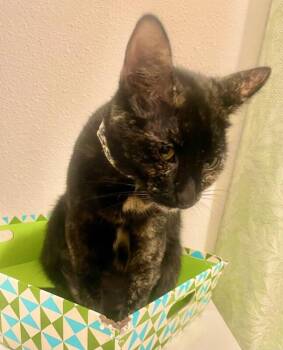 Luna -  Domestic Short Hair Cat for Adoption in Arlington, Washington - Luna | PetCurious