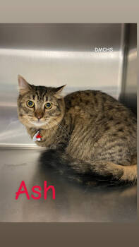 Rescue Domestic Medium Hair Cats for Adoption in Burlington, Iowa - Ash | PetCurious