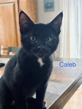 Caleb -  Domestic Short Hair Cat for Adoption in Mokena, Illinois - Caleb | PetCurious