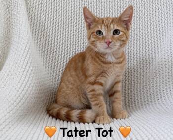 Tater Tot -  Domestic Short Hair Cat for Adoption in Copley, Ohio - Tater Tot | PetCurious