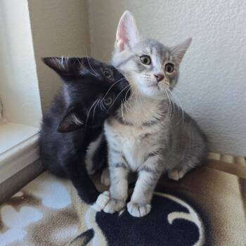 Misty -  Domestic Short Hair Cat for Adoption in Milan, Illinois - Misty | PetCurious