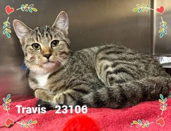 TRAVIS -  Domestic Short Hair Cat for Adoption in Marietta, Georgia - TRAVIS | PetCurious