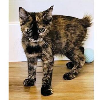 Talia -  Tortoiseshell and Manx Cat for Adoption in Millcreek, Utah - Talia | PetCurious
