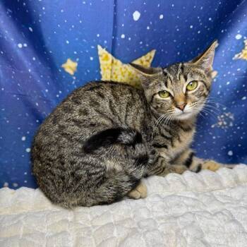 Waffle -  Tabby and Domestic Short Hair Cat for Adoption in Greensburg, Pennsylvania - Waffle | PetCurious