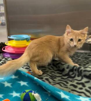 Zlata -  Domestic Medium Hair Cat for Adoption in Fort Lupton, Colorado - Zlata | PetCurious