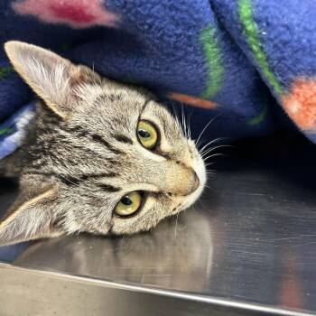 Dolly -  Domestic Short Hair Cat for Adoption in Kent, Washington - Dolly | PetCurious