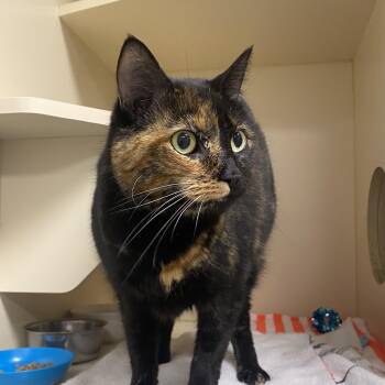Domestic Short Hair Cats Available for Adoption in Elyria, Ohio - Raven | PetCurious