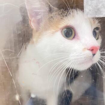 Ruby Duby -  Domestic Short Hair Cat for Adoption in Philadelphia, Pennsylvania - Ruby Duby | PetCurious