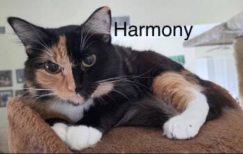 Harmony -  Maine Coon and Calico Cat for Adoption in Oakland Park, Florida - Harmony | PetCurious