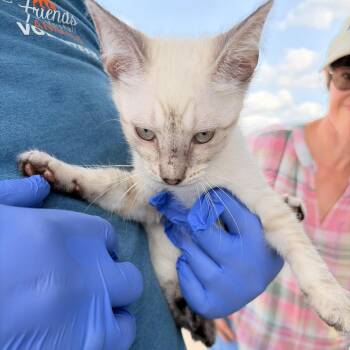 Flower -  Domestic Short Hair Cat for Adoption in Marshall, Texas - Flower | PetCurious