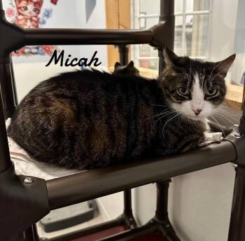 Rescue Domestic Short Hair Cats for Adoption in Naugatuck, Connecticut - Micah | PetCurious