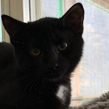 Park -  Domestic Short Hair Cat for Adoption in Pittsford, Vermont - Park | PetCurious
