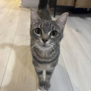 Polygon -  Domestic Short Hair Cat for Adoption in Renton, Washington - Polygon | PetCurious