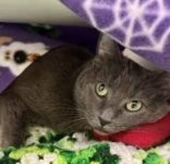 Rescue Domestic Short Hair Cats for Adoption in Reisterstown, Maryland - Missy | PetCurious