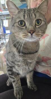 Chapo -  Domestic Short Hair Cat for Adoption in Windsor, Connecticut - Chapo | PetCurious