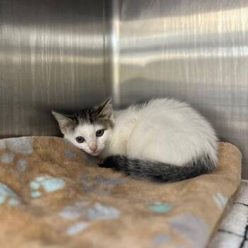 Pickles -  Domestic Short Hair Cat for Adoption in Indianapolis, Indiana - Pickles | PetCurious