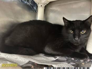 Domestic Short Hair Cats Available for Adoption in West Palm Beach, Florida - LITTLE BIT | PetCurious