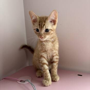 Boo Radley -  Tabby and Domestic Short Hair Cat for Adoption in Roslyn Heights, New York - Boo Radley | PetCurious