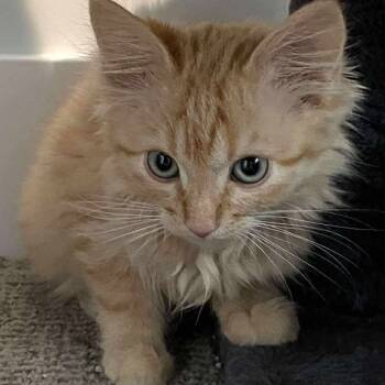 Rescue Domestic Medium Hair Cats for Adoption in Eagle Mountain, Utah - Mufasa Shaw | PetCurious