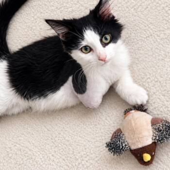 Sparrow -  Domestic Long Hair Cat for Adoption in South Miami, Florida - Sparrow | PetCurious