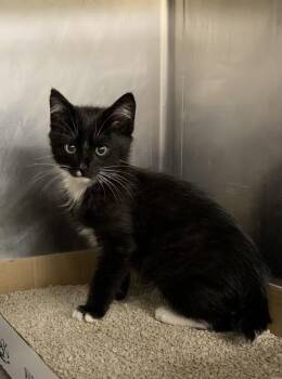 Snap -  Domestic Short Hair Cat for Adoption in Santa Rosa, California - Snap | PetCurious