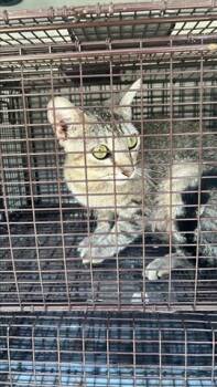 Rescue Domestic Short Hair Cats for Adoption in Houston, Texas - A639331 | PetCurious