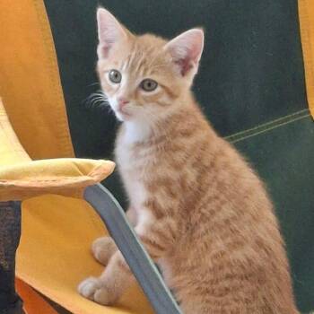 RUSTY -  Domestic Short Hair Cat for Adoption in Gresham, Wisconsin - RUSTY | PetCurious