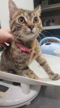 Harmony -  Domestic Short Hair Cat for Adoption in Blountville, Tennessee - Harmony | PetCurious