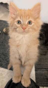 Rescue Domestic Medium Hair Cats for Adoption in Dekalb, Illinois - Peanut Butter | PetCurious