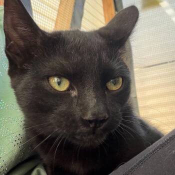 Coal -  American Shorthair Cat for Adoption in Taos, New Mexico - Coal | PetCurious