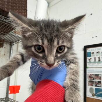 Domestic Short Hair Cats Available for Adoption in Edinburg, Texas - Ash | PetCurious