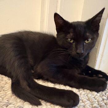Ponzu -  Domestic Short Hair Cat for Adoption in Richmond, Virginia - Ponzu | PetCurious