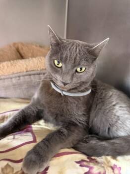 Hissy elliot -  Domestic Short Hair Cat for Adoption in Stockton, California - Hissy Elliot | PetCurious