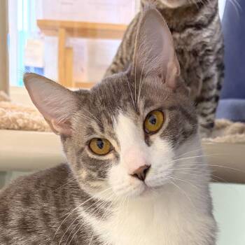 Leafeon -  Domestic Short Hair Cat for Adoption in Woodinville, Washington - Leafeon | PetCurious
