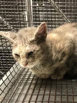 Rescue Domestic Short Hair Cats for Adoption in Conroe, Texas - A420131 | PetCurious