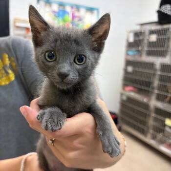Skeeter -  Domestic Short Hair Cat for Adoption in Ardmore, Oklahoma - Skeeter | PetCurious