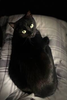 Rescue Domestic Short Hair Cats for Adoption in Chatham, Ontario - Moonstone | PetCurious