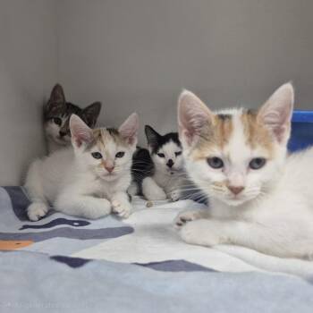 Zach -  Domestic Short Hair Cat for Adoption in Newark, New Jersey - Zach | PetCurious