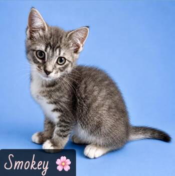 Smokey -  Domestic Short Hair Cat for Adoption in Englewood, Florida - Smokey | PetCurious