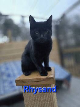 Rescue Domestic Short Hair Cats for Adoption in Rustburg, Virginia - Rhysand - Not At Shelter (Carisa) | PetCurious