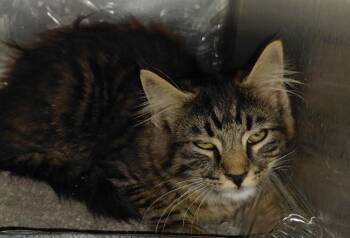 Riggs -  Domestic Medium Hair Cat for Adoption in Henderson, North Carolina - Riggs | PetCurious