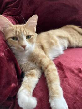 Rescue Domestic Medium Hair Cats for Adoption in Cincinnati, Ohio - Mrs. Maisel Aka Midge | PetCurious