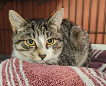 Marlin -  Domestic Short Hair Cat for Adoption in Clayton, New Jersey - Marlin | PetCurious