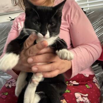 June -  Tuxedo Cat for Adoption in Las Vegas, Nevada - June | PetCurious
