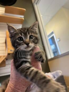 Juliet -  Domestic Short Hair Cat for Adoption in Salinas, California - Juliet | PetCurious