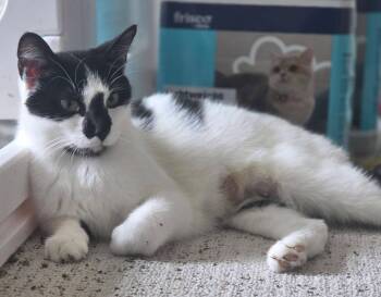 Paws -  Domestic Short Hair Cat for Adoption - Paws | PetCurious