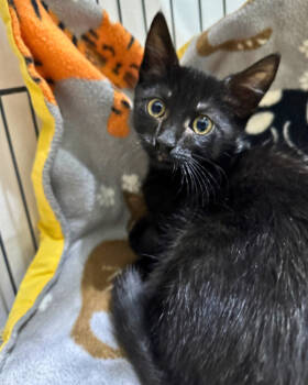Rescue Domestic Short Hair Cats for Adoption in Novato, California - Maxi | PetCurious