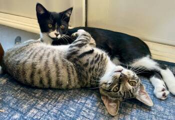 Nip & Tuck -  Tabby and Tuxedo Cat for Adoption in The Dalles, Oregon - Nip & Tuck | PetCurious